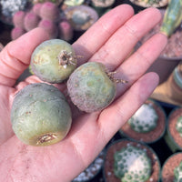 Rare Cactus - Tephrocactus geometricus single balls cutting