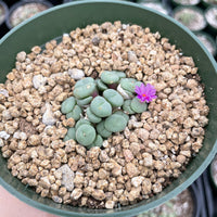 Rare Succulents - Conophytum Minutum cluster (4” pot)