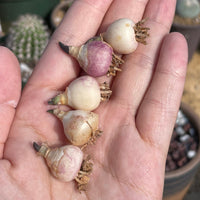 Rare Succulents - Hyacinthaceae Massonia pustulata (1 bulb, no leaves)