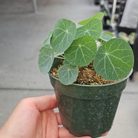Rare Succulents - Stephania Erecta (Budding Bulb 1.5")