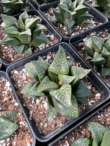Rare Succulents - Haworthia Comptoniana ‘Karakusa Jishi’ (3”)