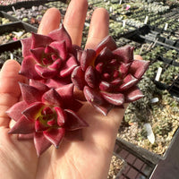 Rare Succulents - Echeveria Agavoides Rubin (1.5")