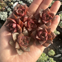 Rare Succulents - Echeveria Purpusorum White Form (1"-1.5"), Green in summer