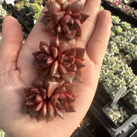 Rare Succulents - Echeveria Purpusorum White Form (1"-1.5"), Green in summer