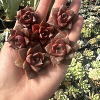 Rare Succulents - Echeveria Purpusorum White Form (1"-1.5"), Green in summer