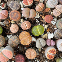 Rare Succulents - Lithops spp.