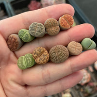 Rare Succulents - Lithops spp.