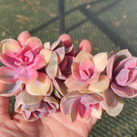 Rare Succulents - Echeveria Rainbow Variegated