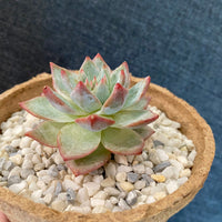 Premium Pebbles - White Coral Top Dressing (Order Separately)