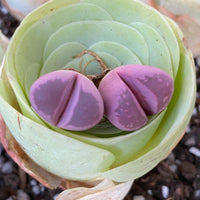 Rare Succulents - Lithops Optica Rubra C81A