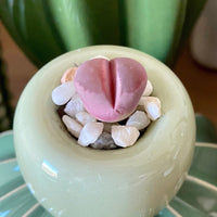 Rare Succulents - Lithops Optica Rubra C81A