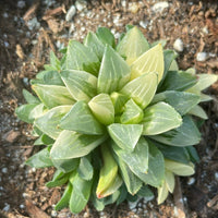 Rare Succulents - Haworthia Varigated Heidelbergensis with pups (3")