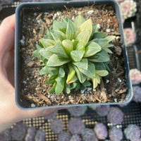 Rare Succulents - Haworthia Varigated Heidelbergensis with pups (3")