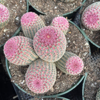Rare Cactus - Echinocereus Rigidissimus Rainbow Cluster 3-6 Heads