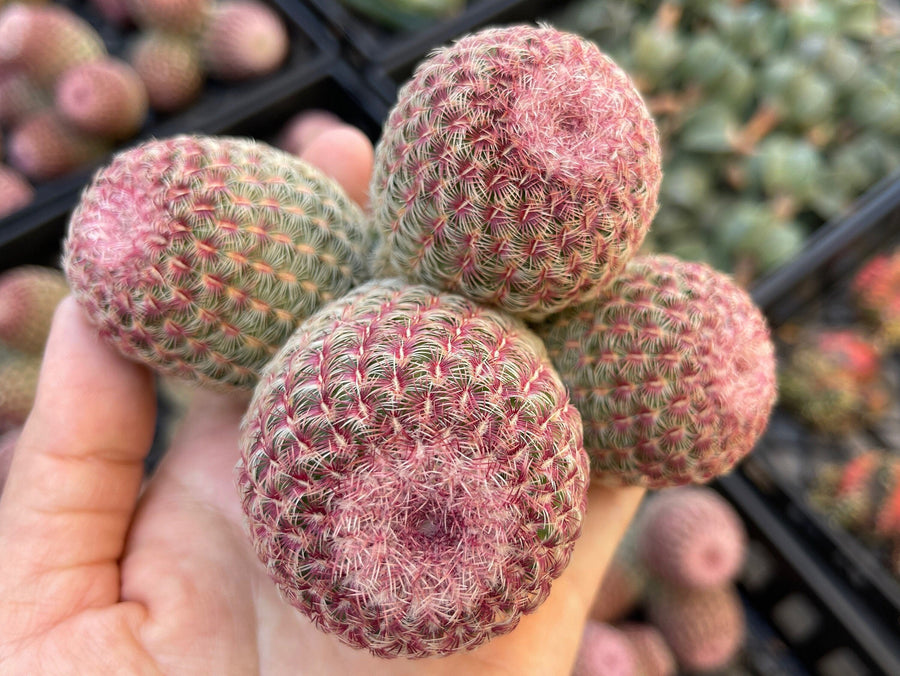 Rare Cactus - Echinocereus Rigidissimus Rainbow Cluster 3-6 Heads