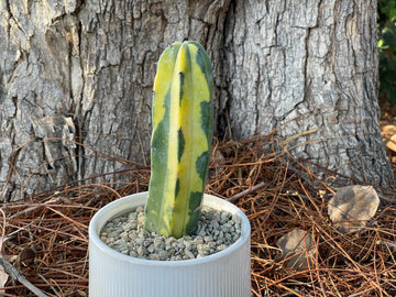 Rare Cactus - Myrtillocactus Geometrizans variegated
