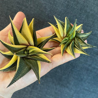 Rare Succulents - Haworthia varigated Limifolia (3.5")