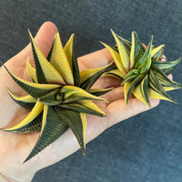 Rare Succulents - Haworthia varigated Limifolia (3.5")