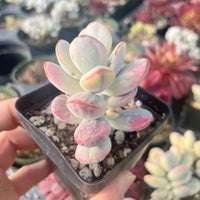 Rare Succulents - Cotyledon orbiculata Varigated (2.5” pot)
