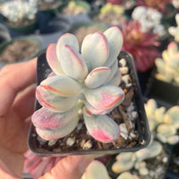 Rare Succulents - Cotyledon orbiculata Varigated (2.5” pot)