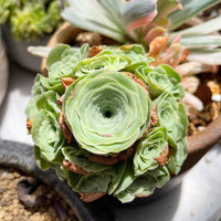Rare Succulents - Aeonium Greenovia Moonlight Cluster