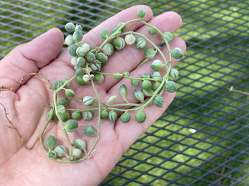 Rare Succulents - Senecio Rowleyanus 'String of Pearls' Variegated