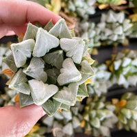 Rare Succulents - Haworthia Love (3")