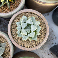 Rare Succulents - Haworthia Love (3")