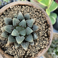 Rare Succulents - Haworthia Hakutei-Jyo 3"