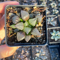 Rare Succulents - Haworthia magnifica var. atrofusca