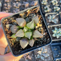 Rare Succulents - Haworthia magnifica var. atrofusca