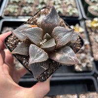 Rare Succulents - Haworthia Shuten Doji B type