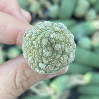 Rare Cactus - Pseudolithos Migiurtinus (0.4”-0.5”)