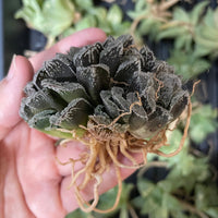 Rare Succulents - Haworthia Snow Rabbit cluster