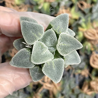 Rare Succulents - Haworthia Ice Diamond (2")