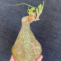 Rare Succulents - Gerrardanthus Macrorhizus