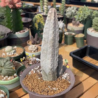 Rare Euphorbia - Euphorbia Abdelkuri grey