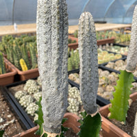 Rare Euphorbia - Euphorbia Abdelkuri grey