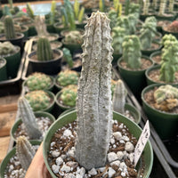 Rare Euphorbia - Euphorbia Abdelkuri grey