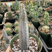 Rare Euphorbia - Euphorbia Abdelkuri grey