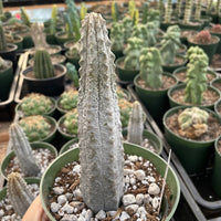 Rare Euphorbia - Euphorbia Abdelkuri grey