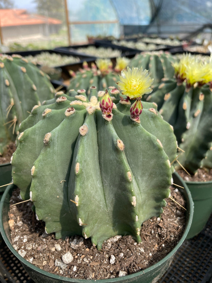 Rare Cactus - Ferocactus Glaucescens large