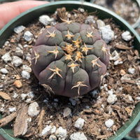 Rare Cactus - Gymnocalycium Spegzzinii v. unguispinum from seeds