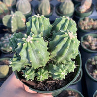 Rare Cactus - Ferocactus Glaucescens cluster