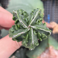 Rare Cactus - Astrophytum Myriostigma Fukuryu (1.5")