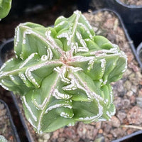 Rare Cactus - Astrophytum Myriostigma Fukuryu (1.5")