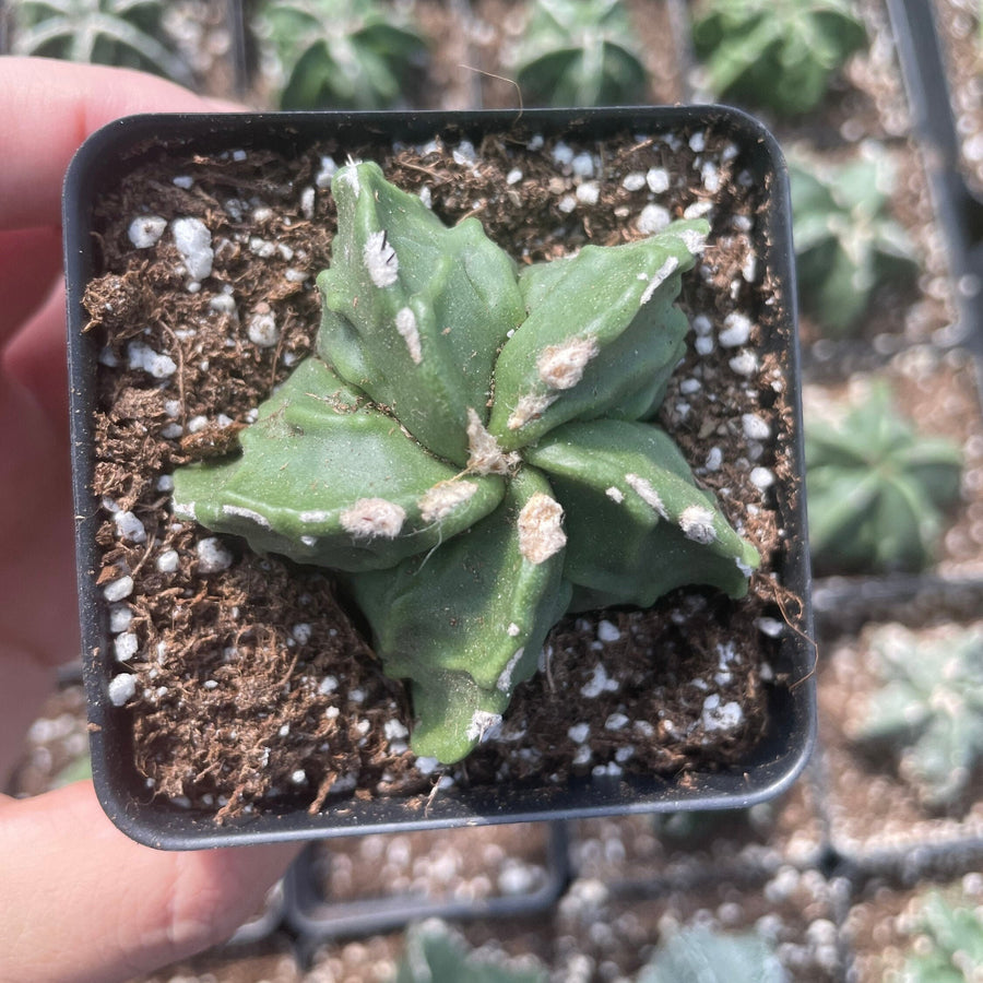 Rare Cactus - Astrophytum Myriostigma Fukuryu (1.5")