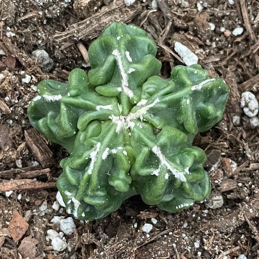 Rare Cactus - Astrophytum Myriostigma Fukuryu (1.5")