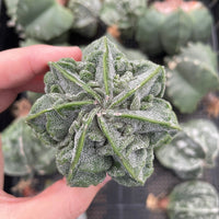 Rare Cactus - Astrophytum Myriostigma Fukuryu