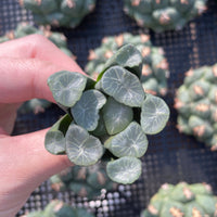 Rare Succulents - Haworthia Maughanii Jade Dragon